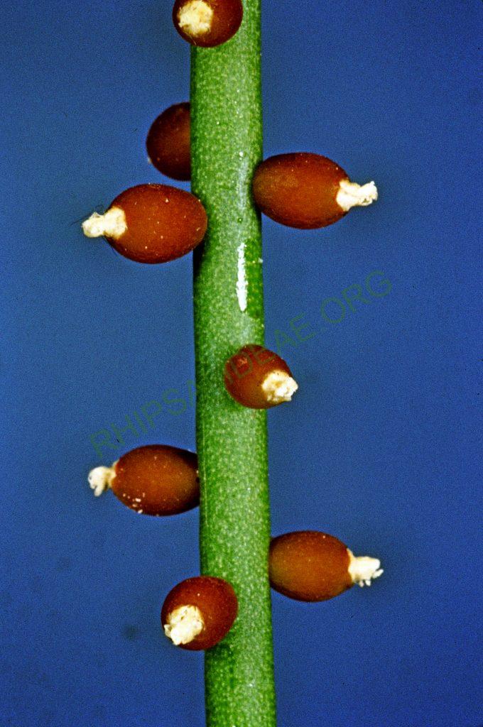 Rhipsalis baccifera subsp. erythrocarpa, No. 23306, Taita Hills, Kenya, Africa, © W. Barthlott, Lotus-Salvinia.de