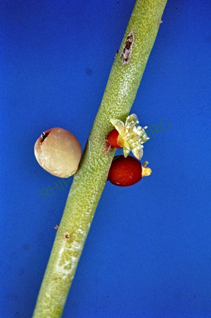 Rhipsalis baccifera subsp. erythrocarpa, No. 23306, Taita Hills, Kenya, Africa, © W. Barthlott, Lotus-Salvinia.de