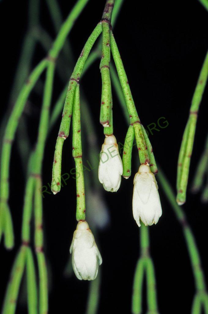 Rhipsalis juengeri, © W. Barthlott, Lotus-Salvinia.de