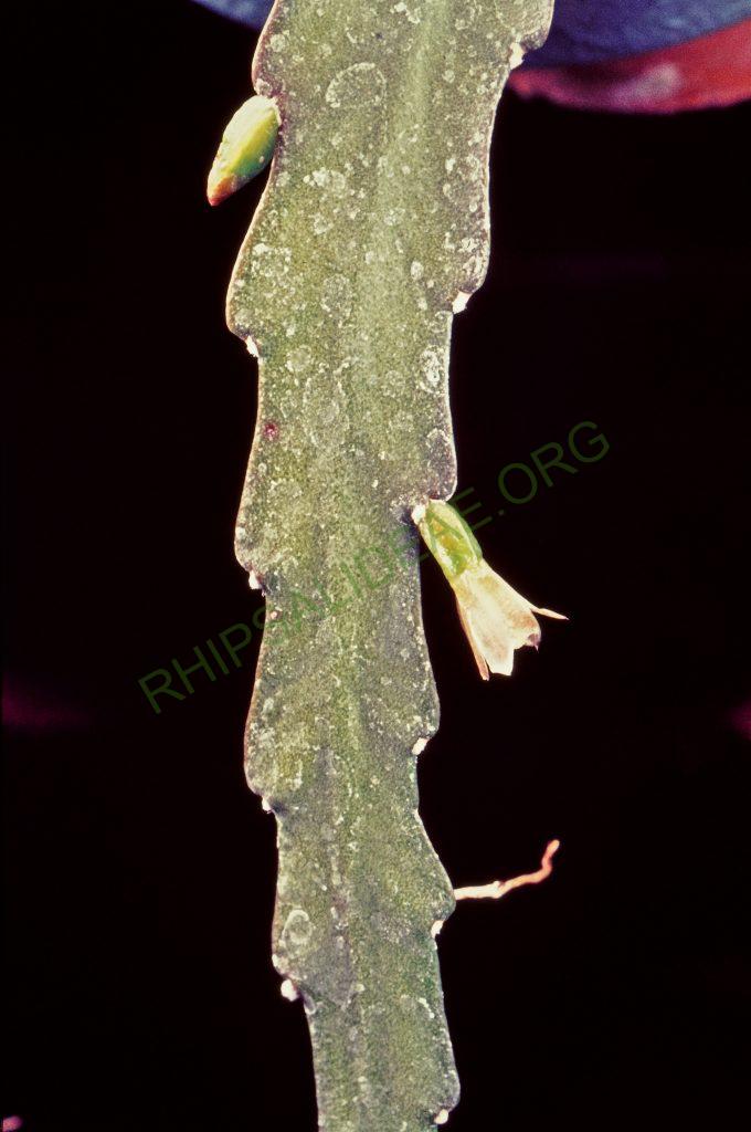 Lepismium lorentzianum, © W. Barthlott, Lotus-Salvinia.de