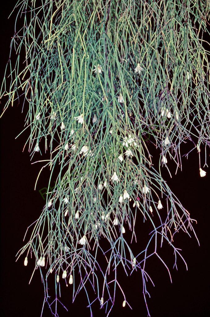 Rhipsalis burchellii, No. 36056, © W. Barthlott, Lotus-Salvinia.de