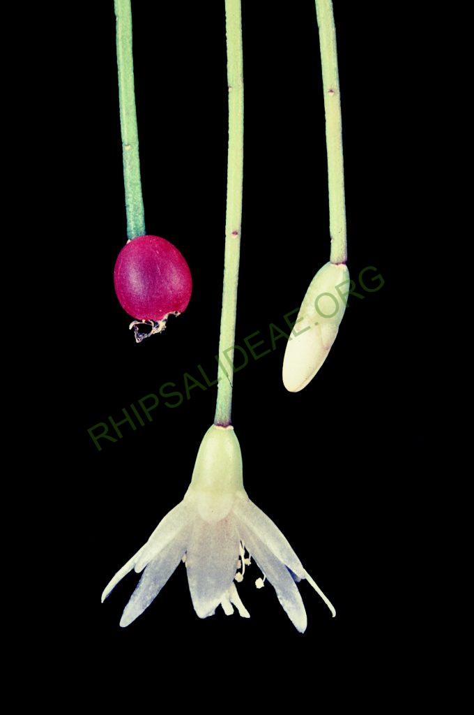 Rhipsalis burchellii, No. 36056, © W. Barthlott, Lotus-Salvinia.de
