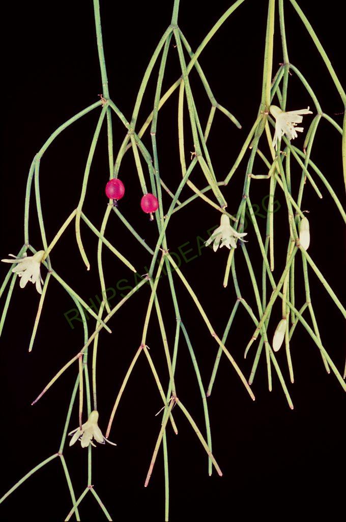 Rhipsalis burchellii, No. 36056, © W. Barthlott, Lotus-Salvinia.de