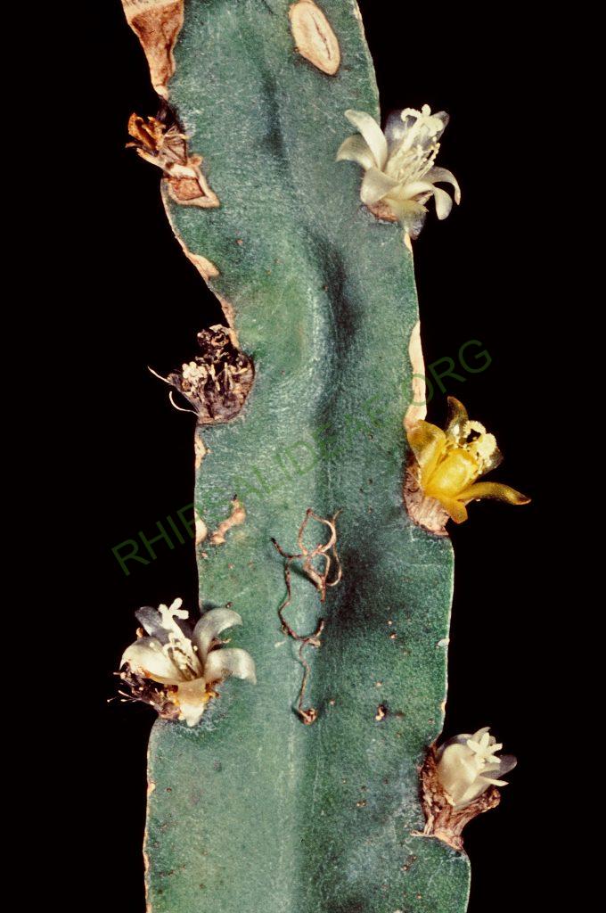 Lepismium cruciforme, © W. Barthlott, Lotus-Salvinia.de
