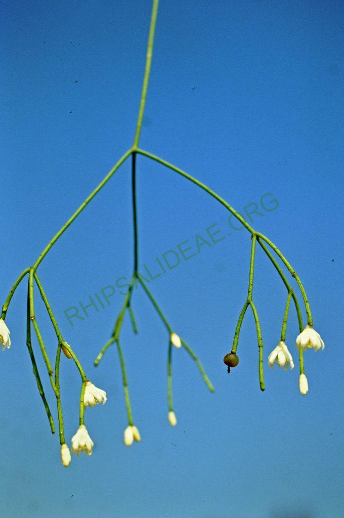 Rhipsalis juengeri, © W. Barthlott, Lotus-Salvinia.de