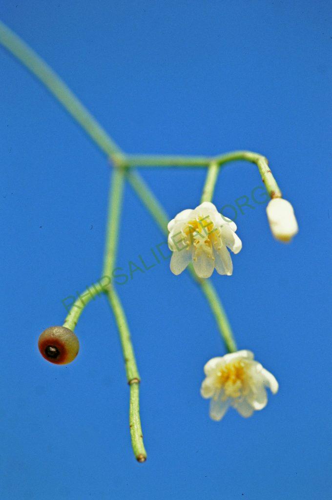 Rhipsalis juengeri, © W. Barthlott, Lotus-Salvinia.de
