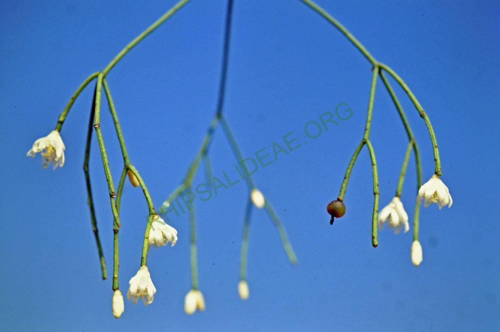 Rhipsalis juengeri, © W. Barthlott, Lotus-Salvinia.de