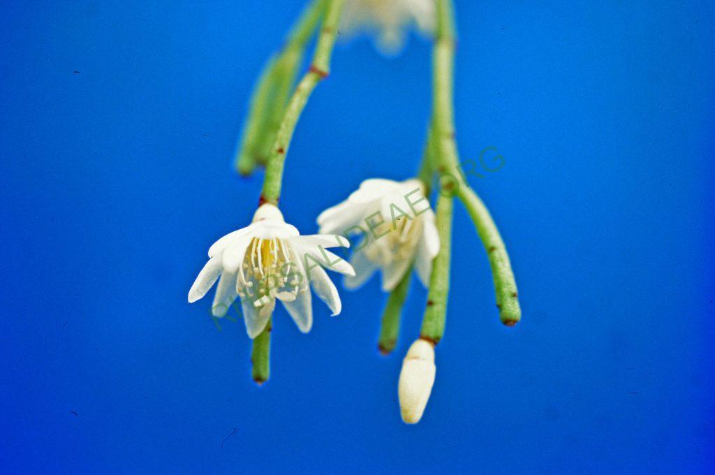 Rhipsalis juengeri, © W. Barthlott, Lotus-Salvinia.de