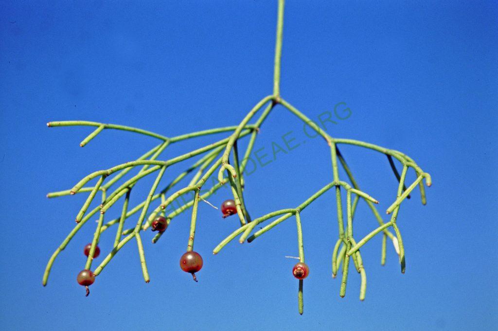 Rhipsalis juengeri, © W. Barthlott, Lotus-Salvinia.de