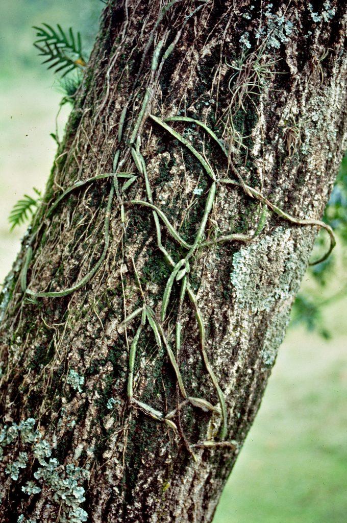 Lepismium cruciforme, Brazil, © W. Barthlott, Lotus-Salvinia.de