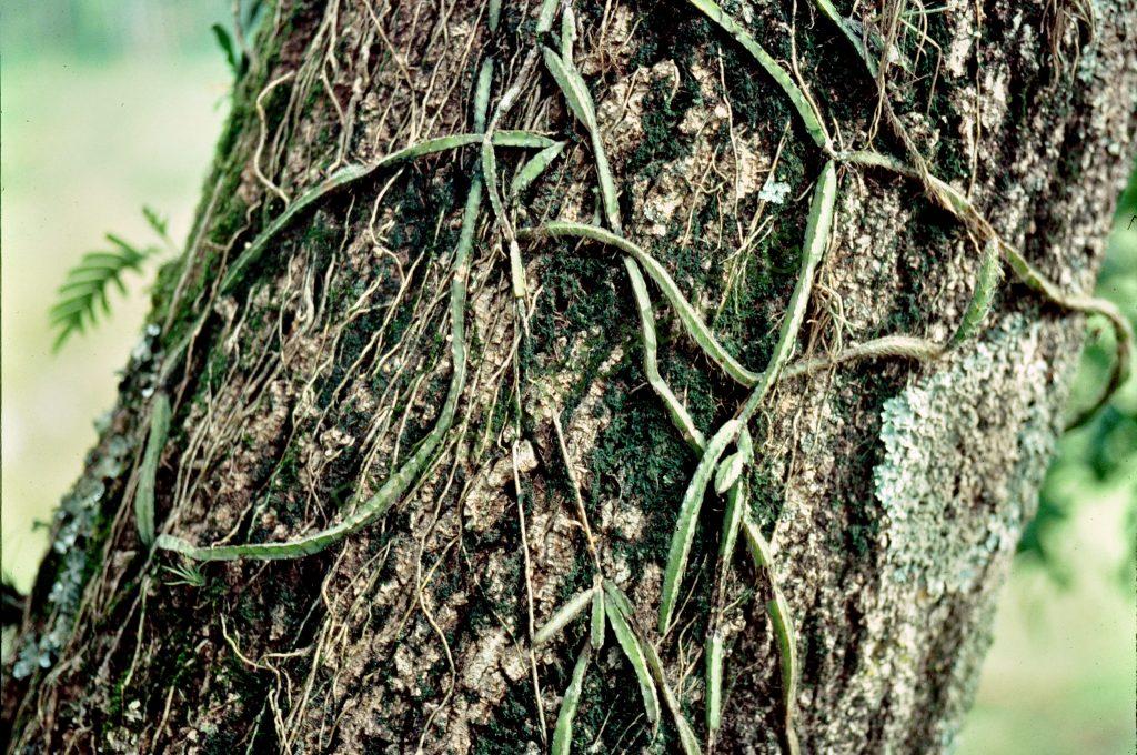 Lepismium cruciforme, Brazil, © W. Barthlott, Lotus-Salvinia.de