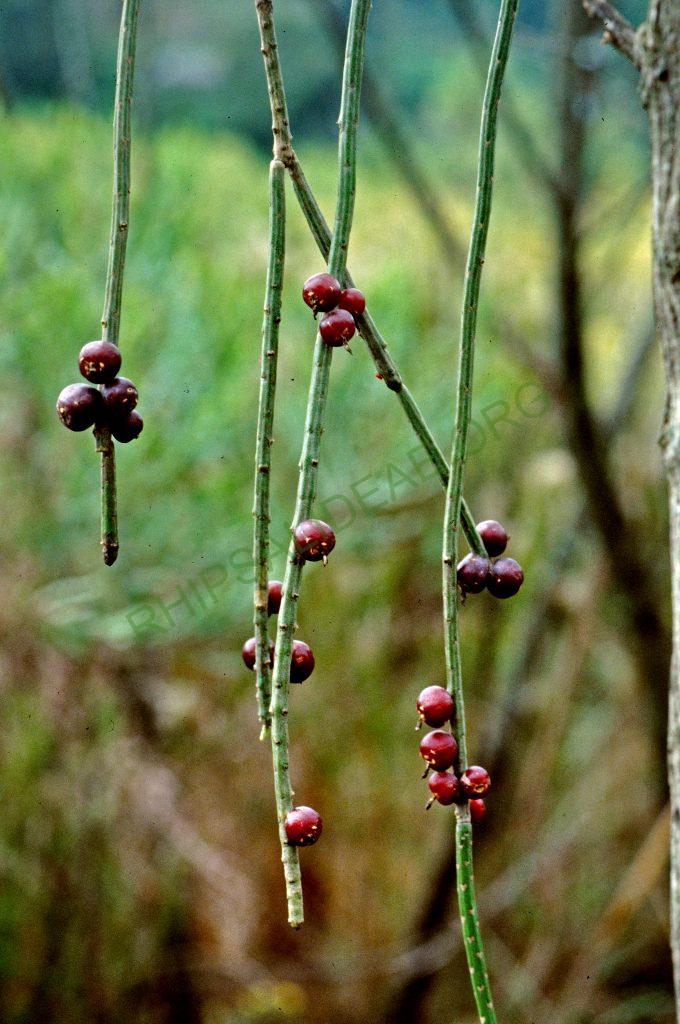 Lepismium lumbricoides f. lumbricoides, Brazil, © W. Barthlott, Lotus-Salvinia.de