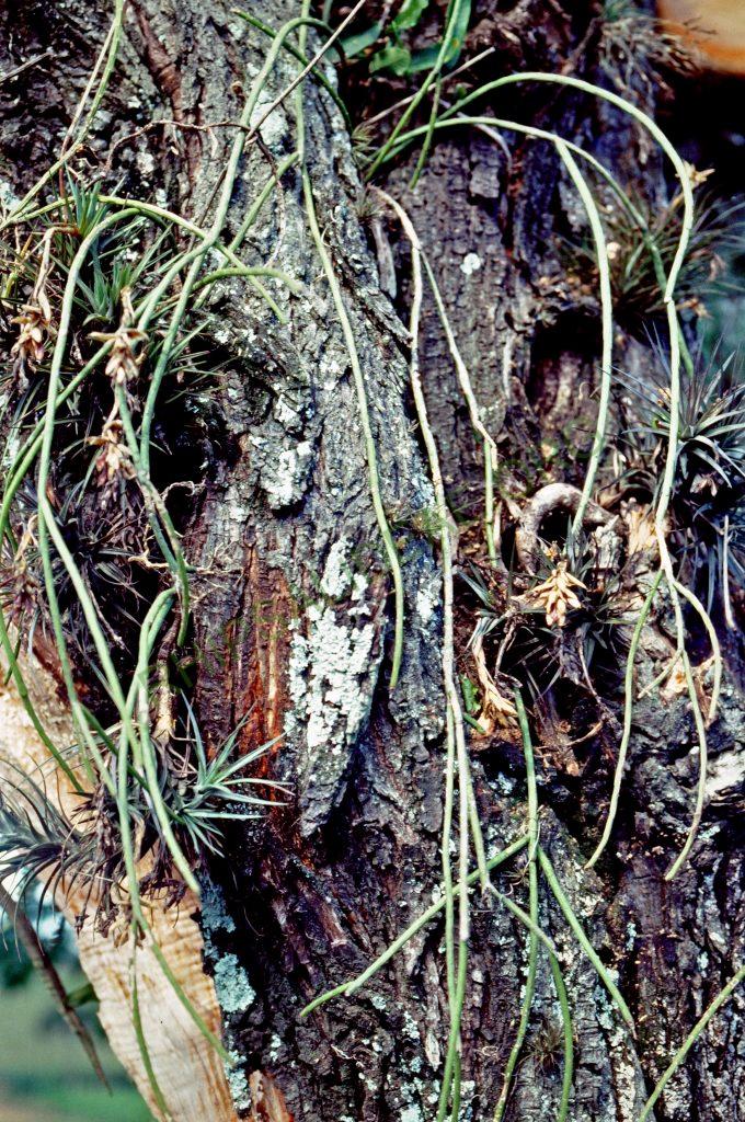Lepismium lumbricoides f. lumbricoides, Brazil, © W. Barthlott, Lotus-Salvinia.de