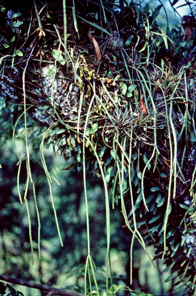 Lepismium lumbricoides f. lumbricoides, Brazil, © W. Barthlott, Lotus-Salvinia.de