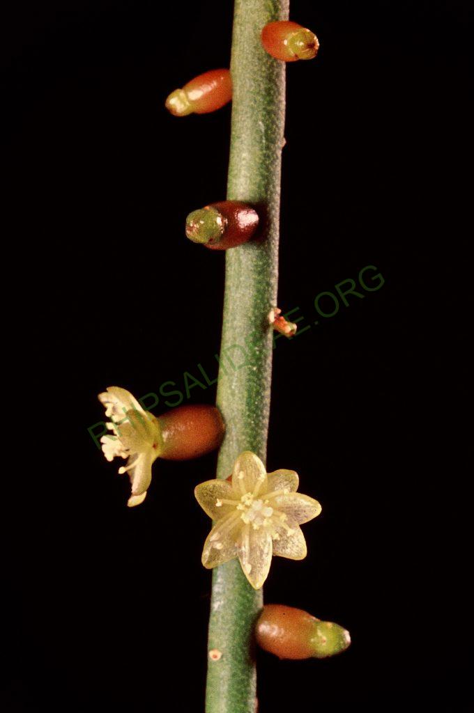 Rhipsalis baccifera subsp. mauritiana, Côte d'Ivoire, © W. Barthlott, Lotus-Salvinia.de