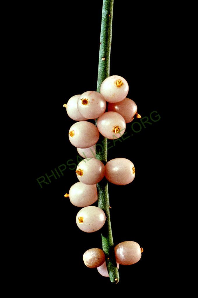 Rhipsalis baccifera subsp. mauritiana, Côte d'Ivoire, © W. Barthlott, Lotus-Salvinia.de