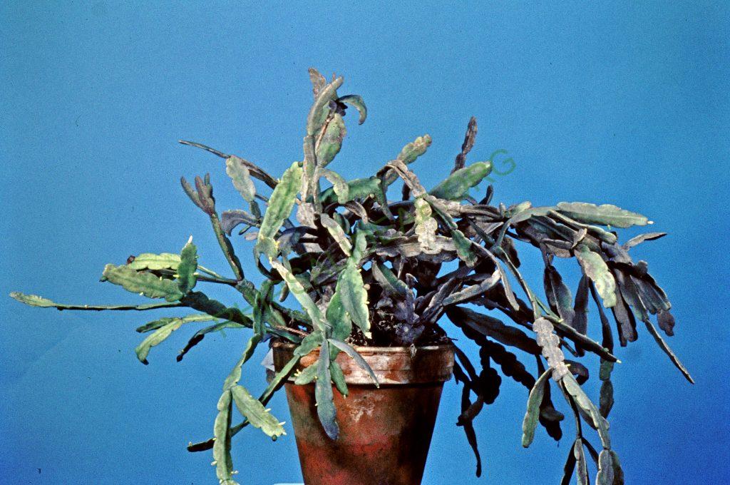 Rhipsalis micrantha f. rauhiorum, Ecuador, © W. Barthlott, Lotus-Salvinia.de