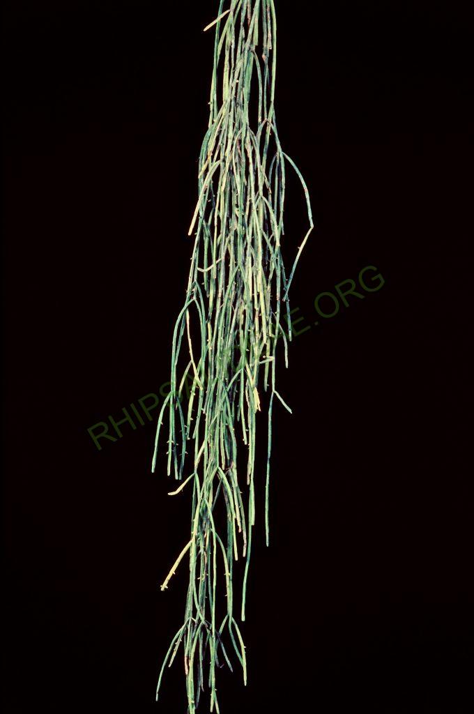 Rhipsalis micrantha f. kirbergii, Ecuador, © W. Barthlott, Lotus-Salvinia.de