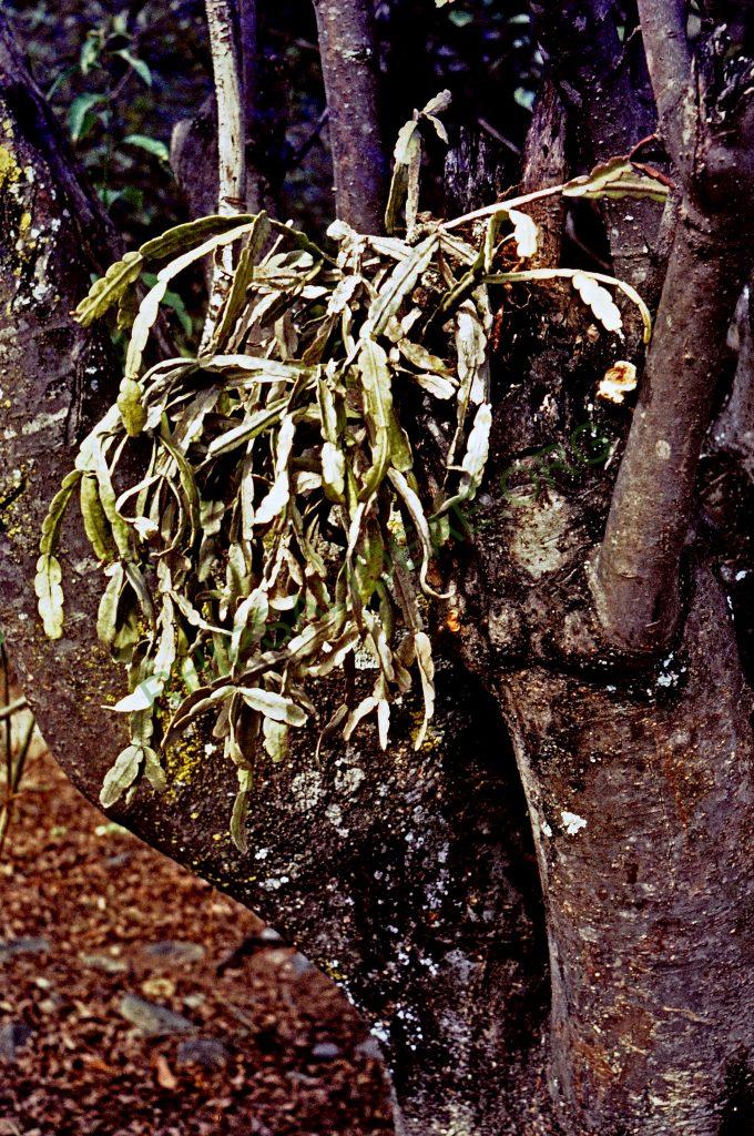 Rhipsalis micrantha f. rauhiorum, Ecuador, © W. Barthlott, Lotus-Salvinia.de