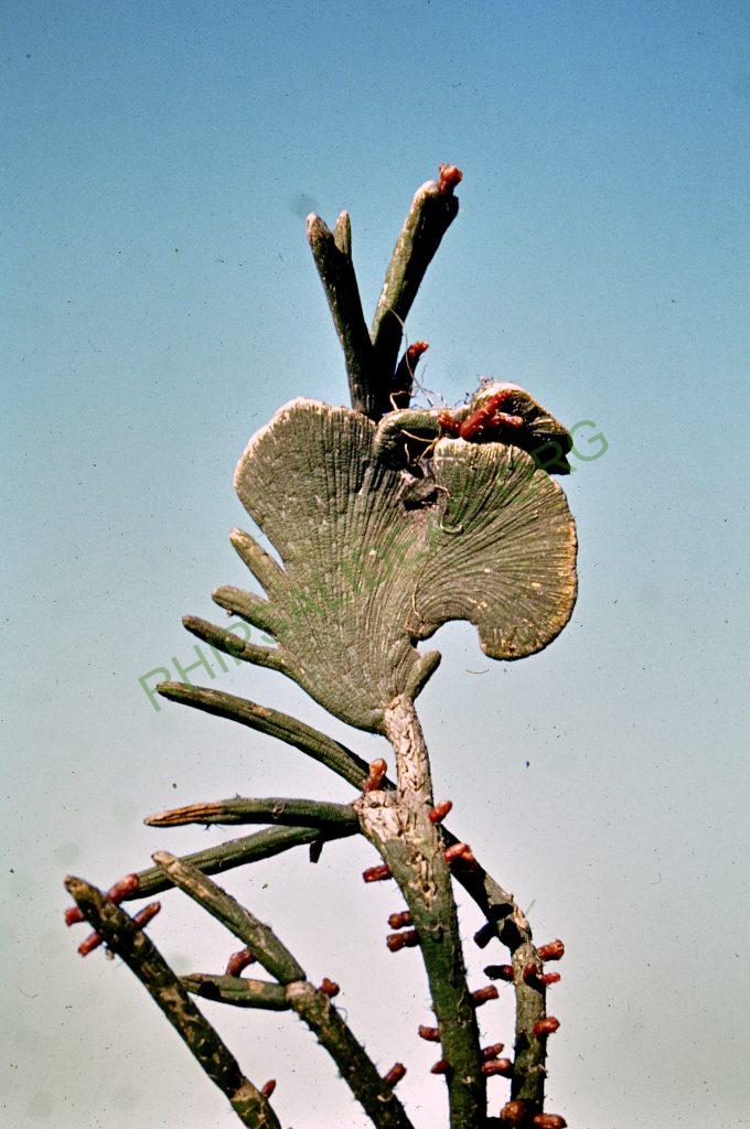 Lepismium lumbricoides f. aculeatum, Santa Fe, Argentina, © W. Barthlott, Lotus-Salvinia.de