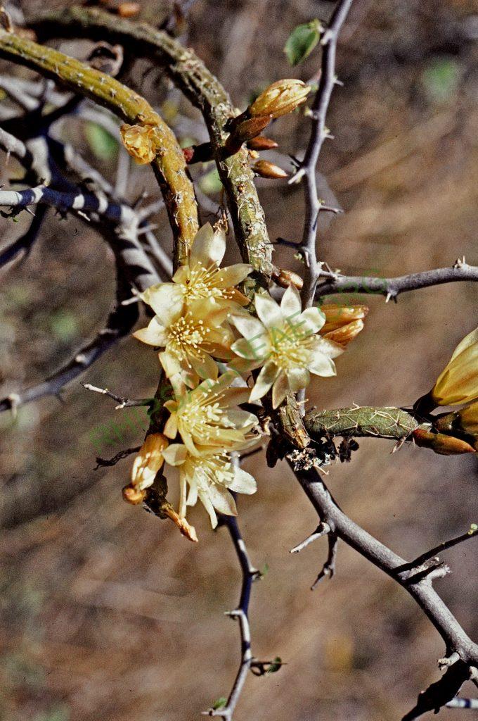 Lepismium lumbricoides f. aculeatum, Santa Fe, Argentina, © W. Barthlott, Lotus-Salvinia.de