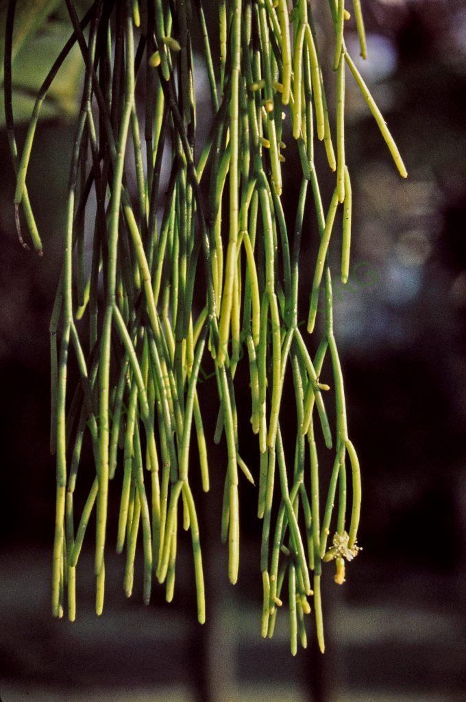 Rhipsalis teres f. capilliformis, © W. Barthlott, Lotus-Salvinia.de