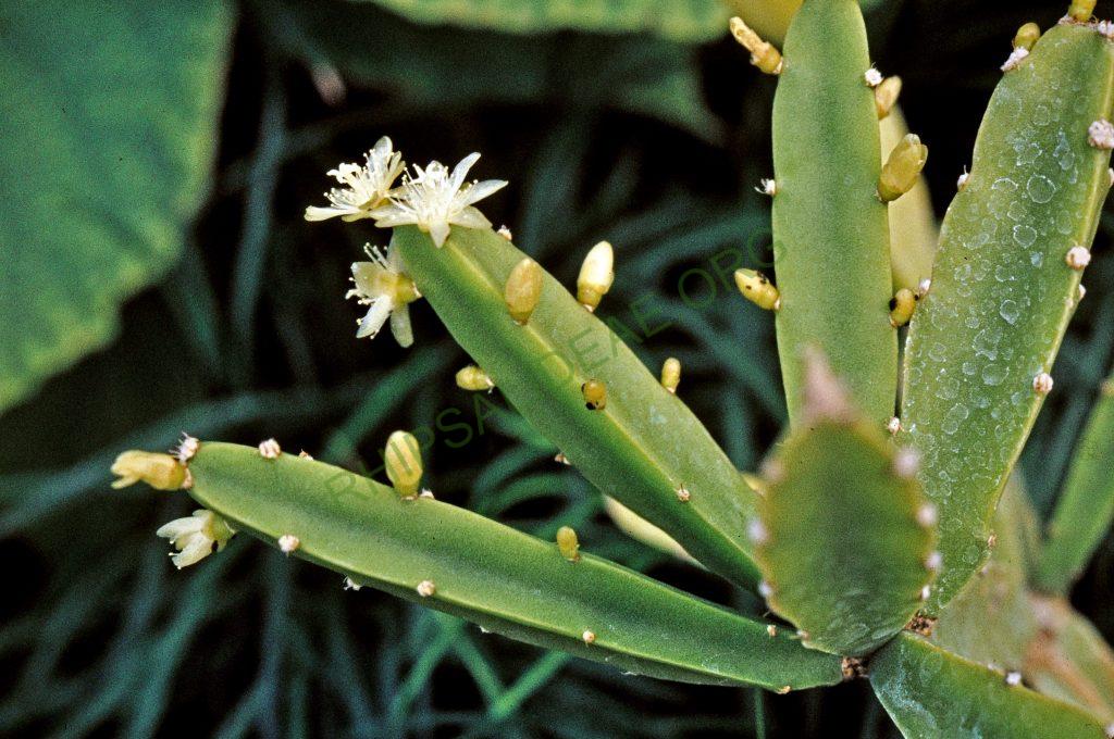 Rhipsalis cereoides, © W. Barthlott, Lotus-Salvinia.de
