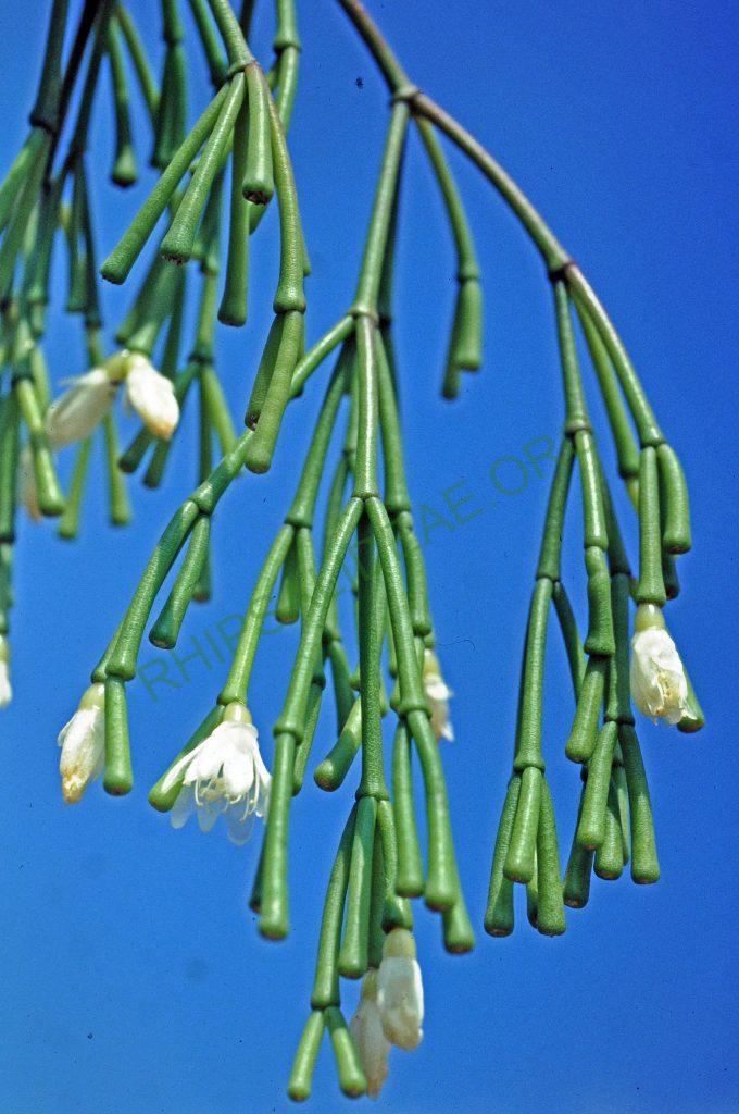Rhipsalis clavata f. clavata, No. 04655, © W. Barthlott, Lotus-Salvinia.de
