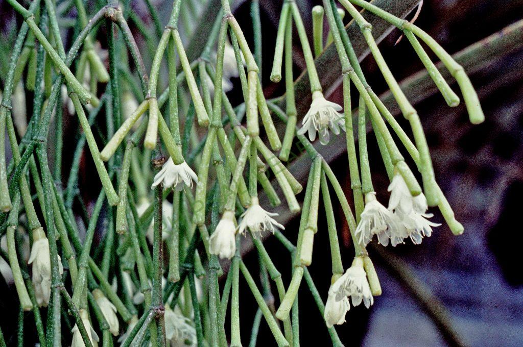 Rhipsalis clavata f. clavata, © W. Barthlott, Lotus-Salvinia.de