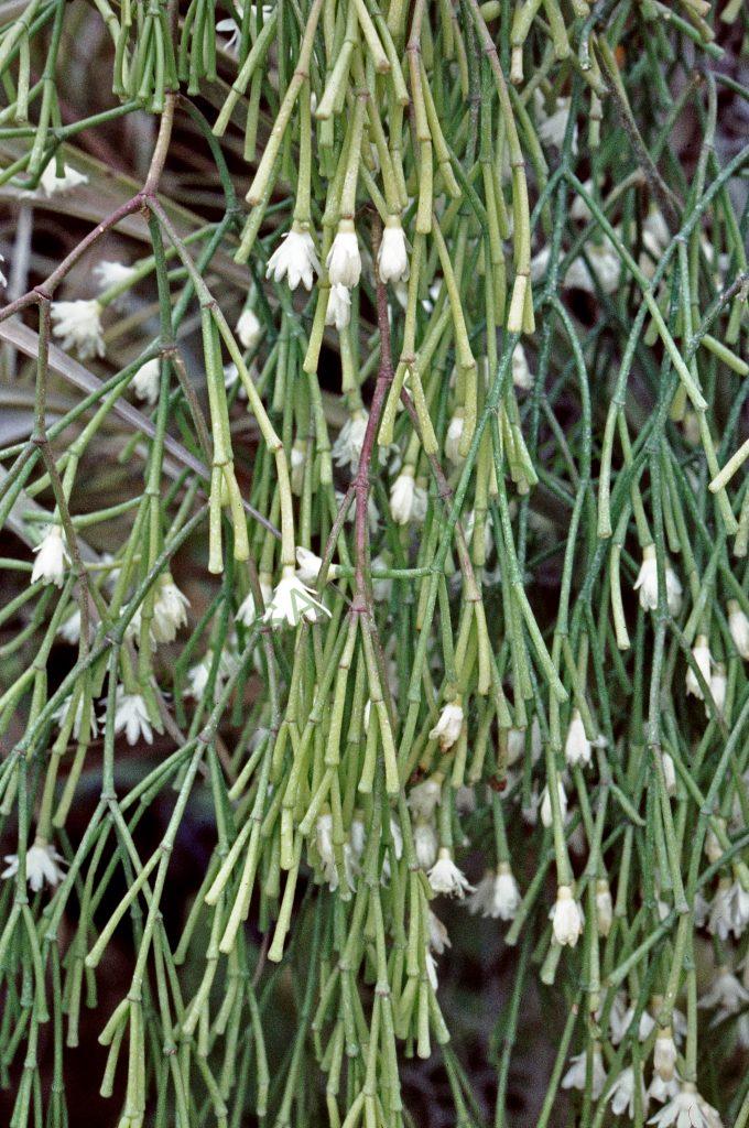 Rhipsalis clavata f. clavata, © W. Barthlott, Lotus-Salvinia.de