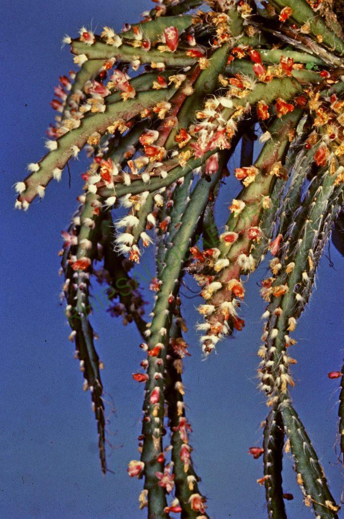 Lepismium cruciforme, © W. Barthlott, Lotus-Salvinia.de