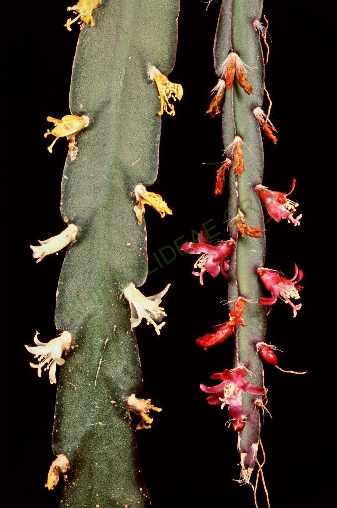 Lepismium cruciforme, © W. Barthlott, Lotus-Salvinia.de
