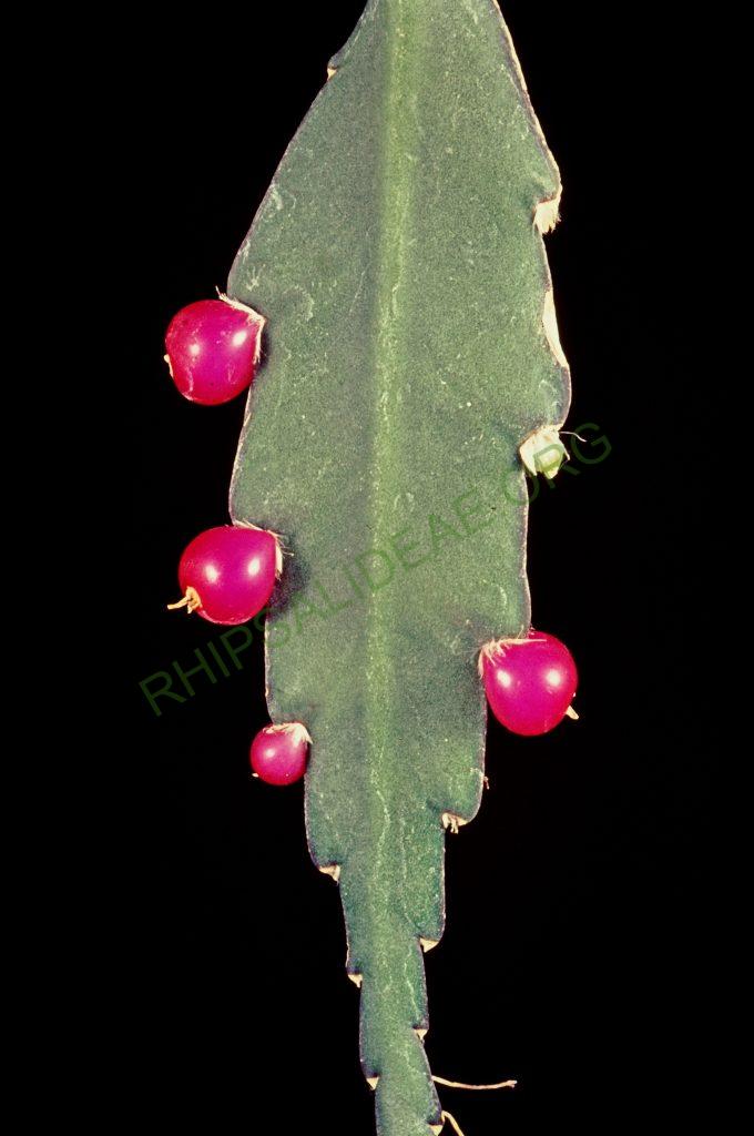 Lepismium cruciforme, © W. Barthlott, Lotus-Salvinia.de