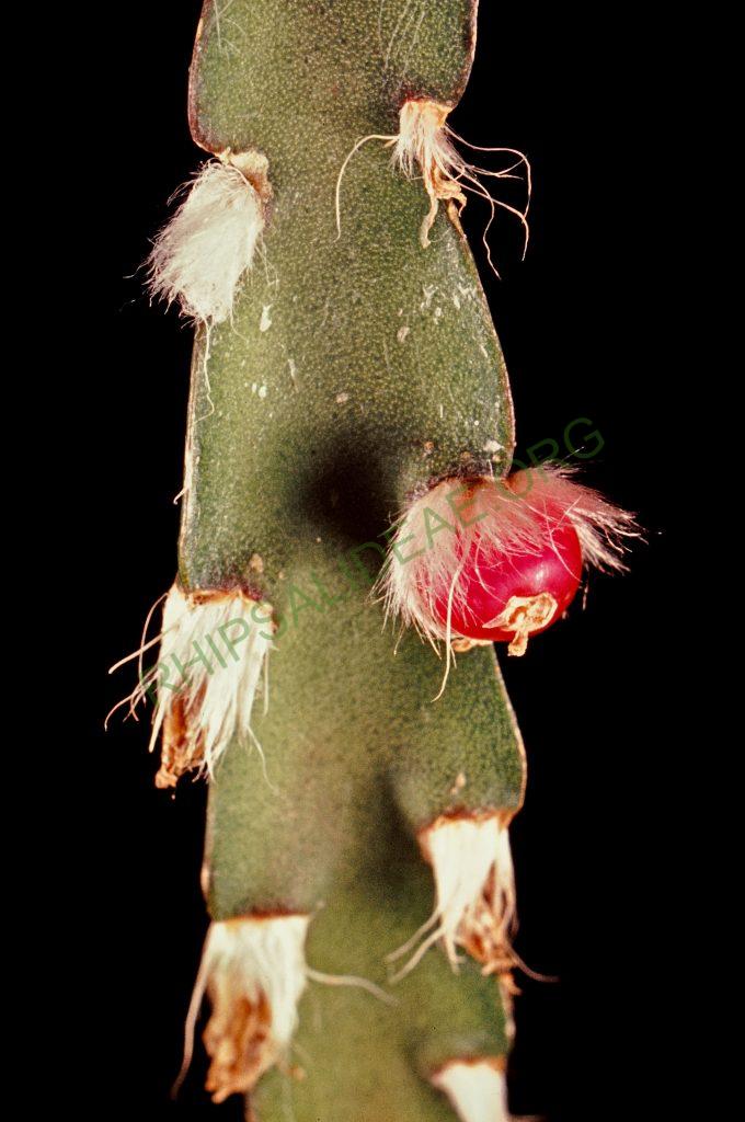 Lepismium cruciforme, © W. Barthlott, Lotus-Salvinia.de