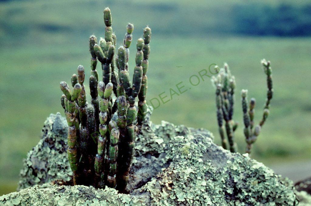 Rhipsalis dissimilis f. epiphyllanthoides, Vila Velha, Paraná, Brazil, © W. Barthlott, Lotus-Salvinia.de