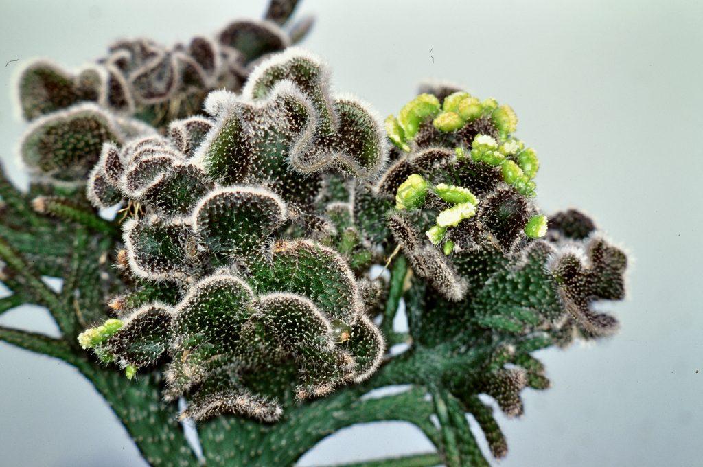 Rhipsalis baccifera subsp. horrida, Botanical Garden, Bonn, Fort Dauphin, Madagascar, Africa, 6-96, © W. Barthlott, Lotus-Salvinia.de