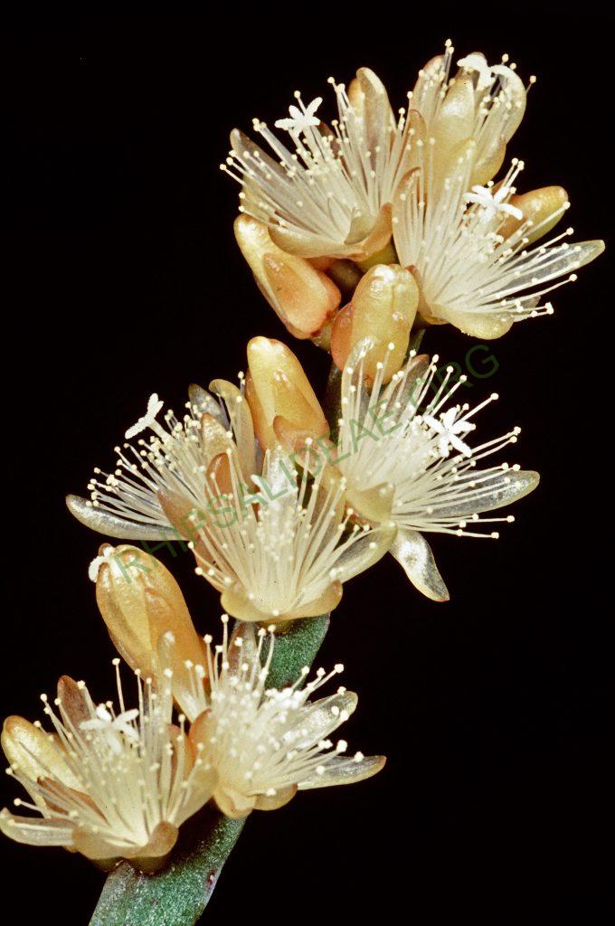 Rhipsalis grandiflora