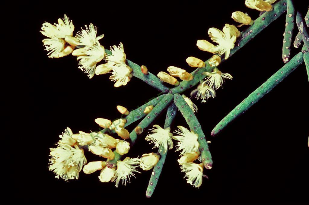 Rhipsalis grandiflora, © W. Barthlott, Lotus-Salvinia.de