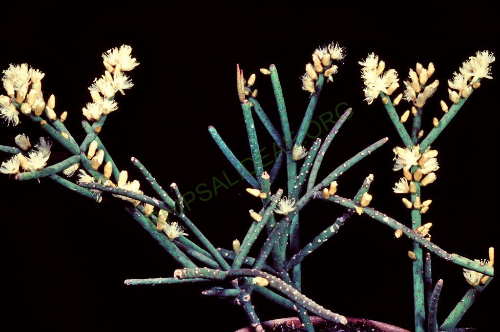 Rhipsalis grandiflora, © W. Barthlott, Lotus-Salvinia.de