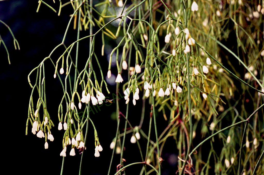 Rhipsalis juengeri, © W. Barthlott, Lotus-Salvinia.de
