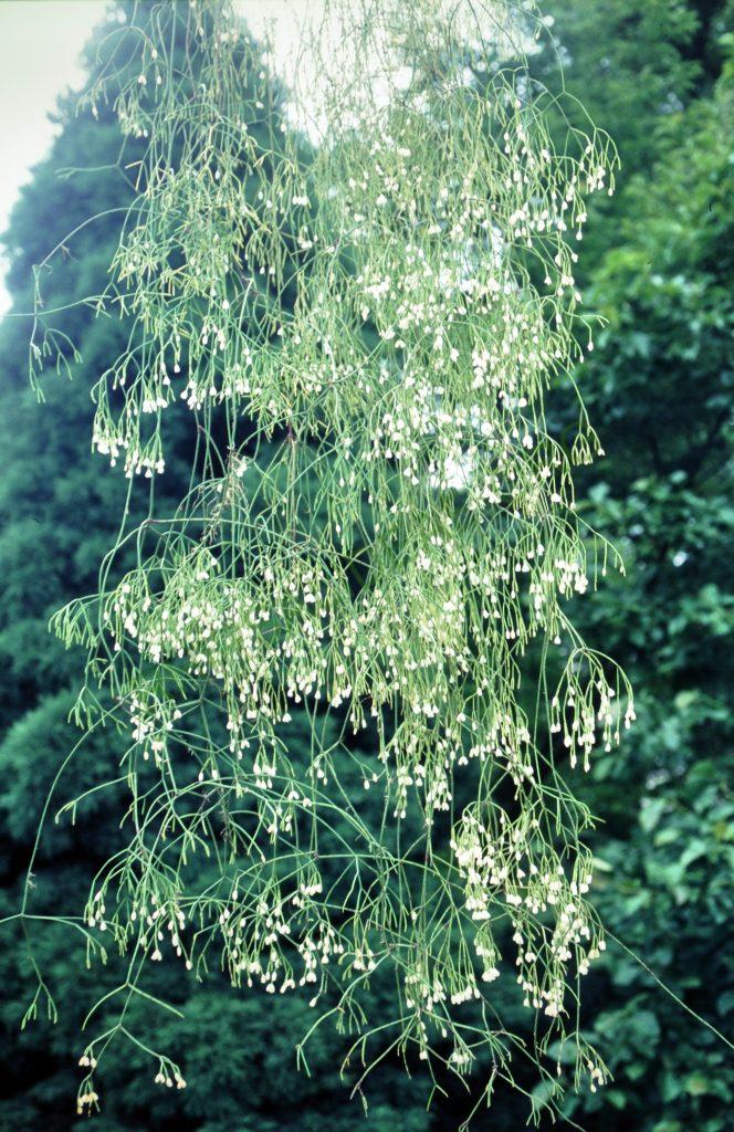 Rhipsalis juengeri, © W. Barthlott, Lotus-Salvinia.de