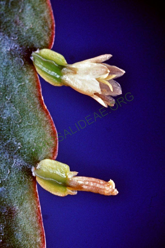 Lepismium lorentzianum, © W. Barthlott, Lotus-Salvinia.de
