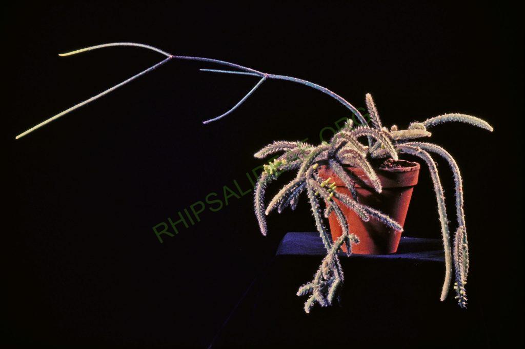 Rhipsalis baccifera subspecies horrida, Madagascar, Africa