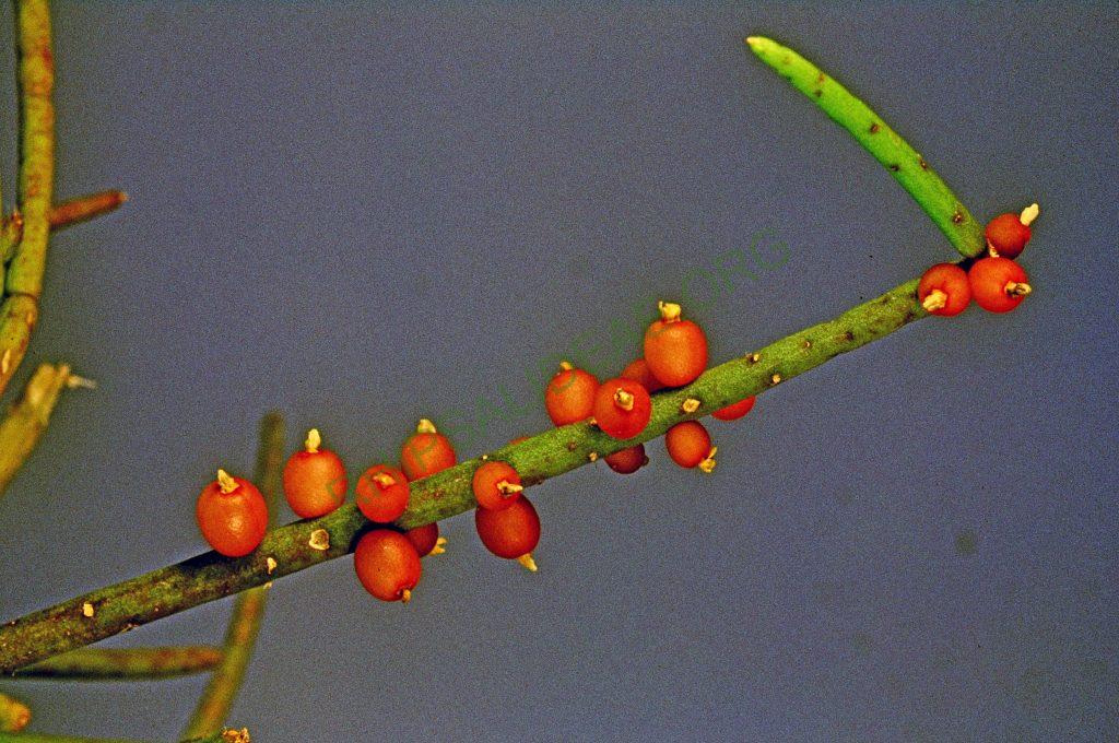 Rhipsalis baccifera subsp. mauritiana, Madagascar, Africa, No. 10633, © W. Barthlott, Lotus-Salvinia.de