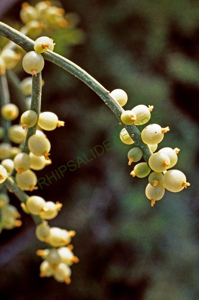 Rhipsalis baccifera subsp. mauritiana, Madagascar, Africa, © W. Barthlott, Lotus-Salvinia.de
