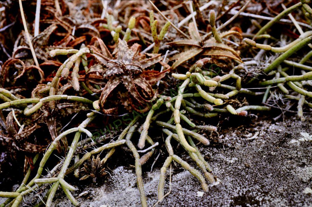 Rhipsalis baccifera subsp. mauritiana, Madagascar, Africa, © W. Barthlott, Lotus-Salvinia.de