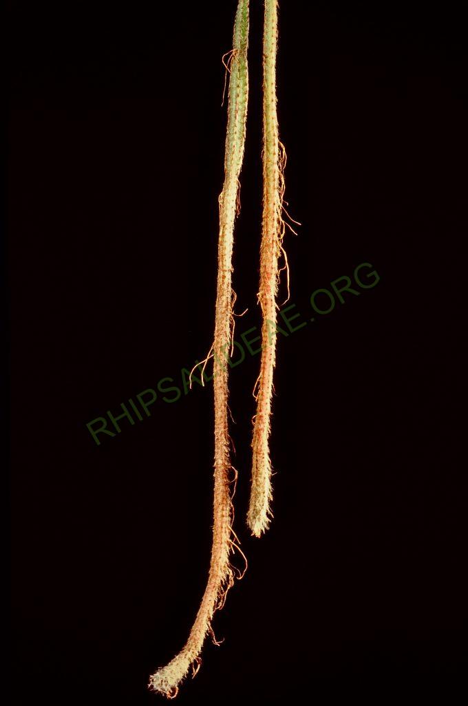Lepismium cruciforme, © W. Barthlott, Lotus-Salvinia.de