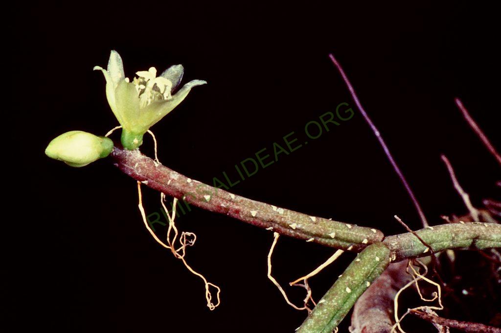 Lepismium lumbricoides f. lumbricoides, © W. Barthlott, Lotus-Salvinia.de