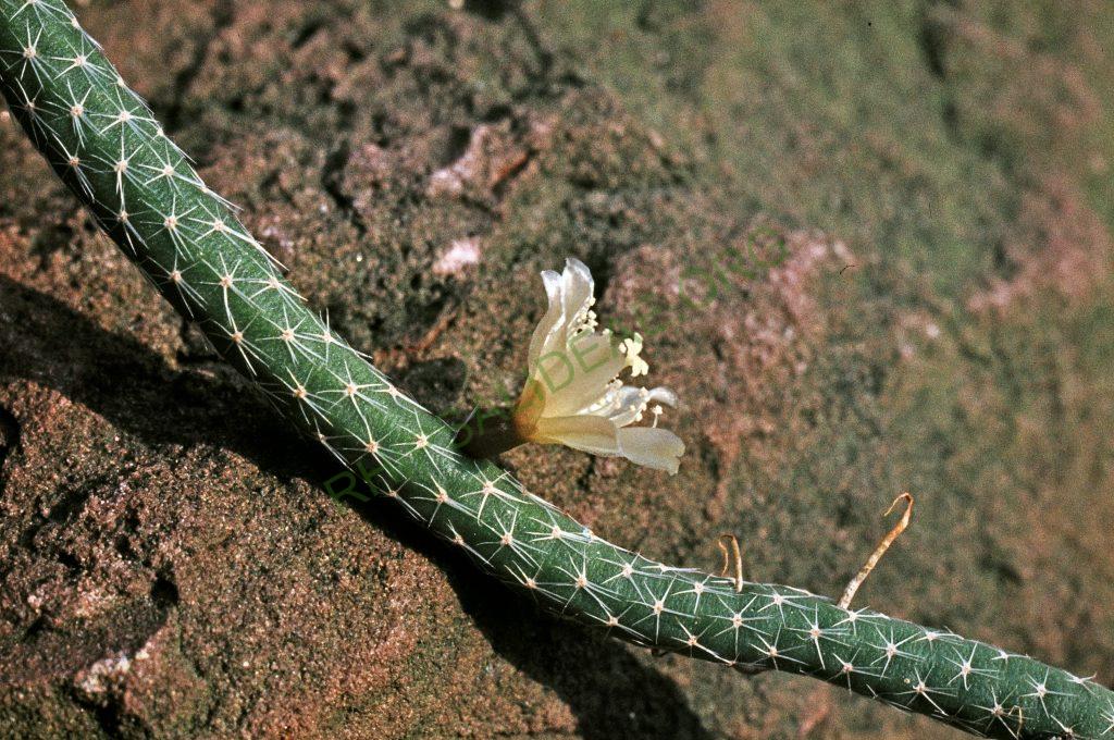 Lepismium lumbricoides f. aculeatum, Argentina, © W. Barthlott, Lotus-Salvinia.de