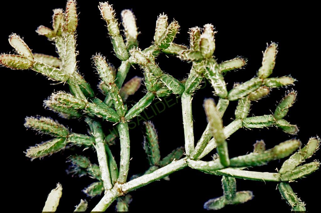 Rhipsalis teres f. prismatica, © W. Barthlott, Lotus-Salvinia.de